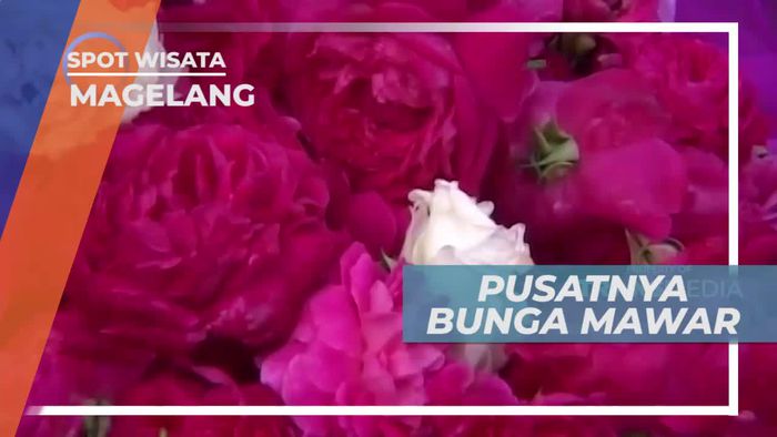 Mawar, Bunga Cantik Lambang Kasih Sayang, Pasar Pakis Magelang