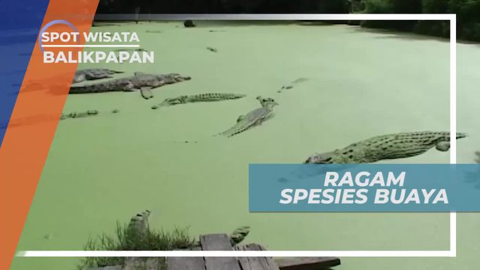 Melihat Ragam Spesies Buaya di Penangkaran Balikpapan Kalimantan Timur