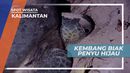 2 Hingga 8 Tahun Sekali, Siklus Bertelur Penyu Hijau, Kalimantan