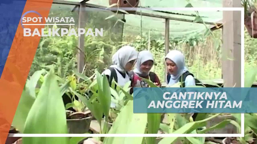 Anggrek Hitam, Tanaman Eksotis Khas Kalimantan