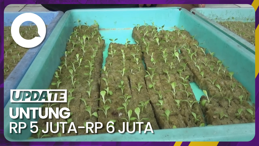 Mendulang Cuan dari Kebun Sayuran Hidroponik