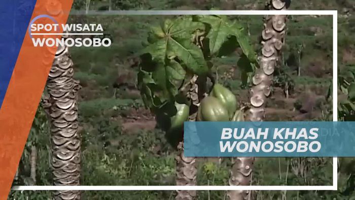 Carica, Buah Khas Wonosobo yang Tergolong Langka