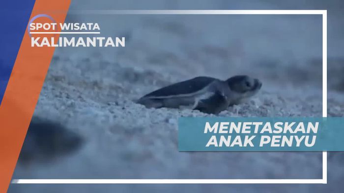 Melihat Tukik, Anak Penyu yang Baru Lahir, Kalimantan