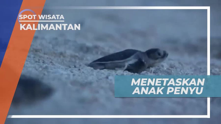 Melihat Tukik, Anak Penyu yang Baru Lahir, Kalimantan