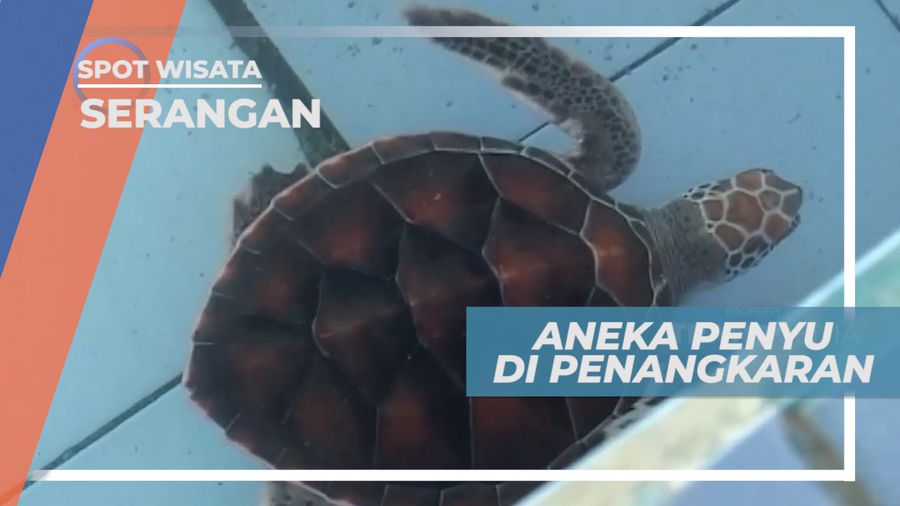 Mengunjungi Tempat Penangkaran Penyu di Pulau Serangan, Bali
