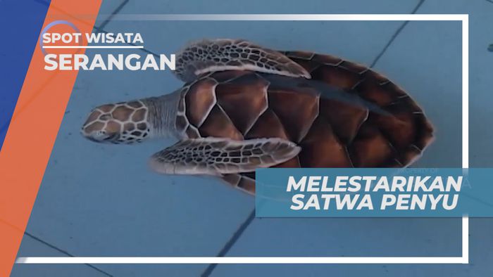 Pulau Serangan, Melestarikan Populasi Satwa Penyu, Bali