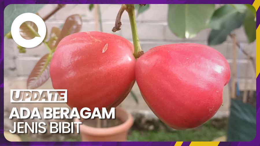 Budi Daya Bibit Jambu Air Bisa Raup Jutaan Rupiah