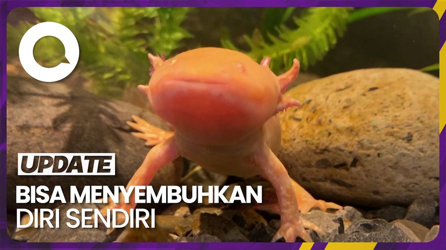 Potret Salamander Axolotl, Amfibi Asli Meksiko yang Terancam Punah