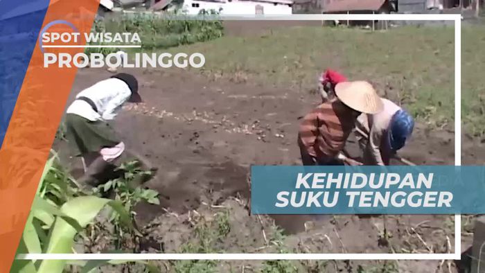 Melihat Kehidupan Suku Tengger di Kawasan Gunung Bromo Jawa Timur
