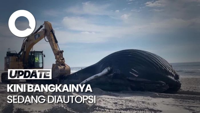 Penampakan Paus Bungkuk Sepanjang 10,5 Meter Terdampar di New York