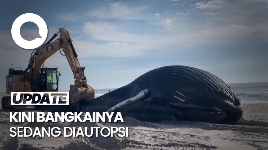 Penampakan Paus Bungkuk Sepanjang 10,5 Meter Terdampar di New York