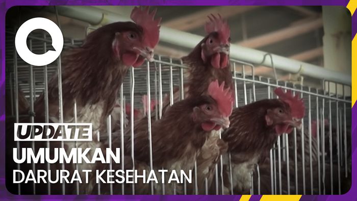 Bolivia Laporkan 2 Kasus Flu Burung untuk Pertama Kalinya