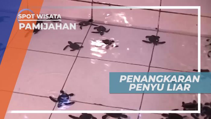 Berkunjung ke Penangkaran Penyu Liar di Pamijahan Jawa Barat