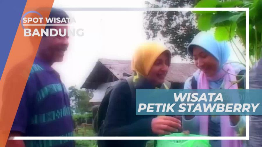 Mencicipi Stroberi Langsung Dari Pohonnya, Bandung