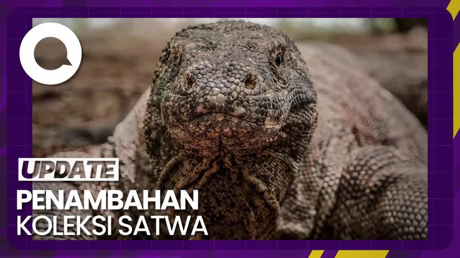 Sepasang Komodo Bakal Didatangkan ke Taman Margasatwa Ragunan