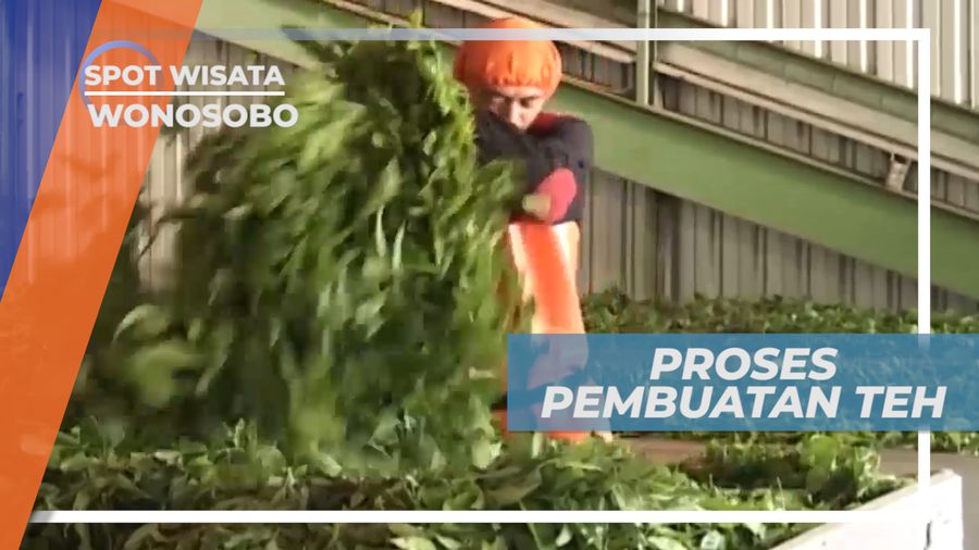 Mengunjungi Pabrik Tempat Pembuatan Teh, Wonosobo