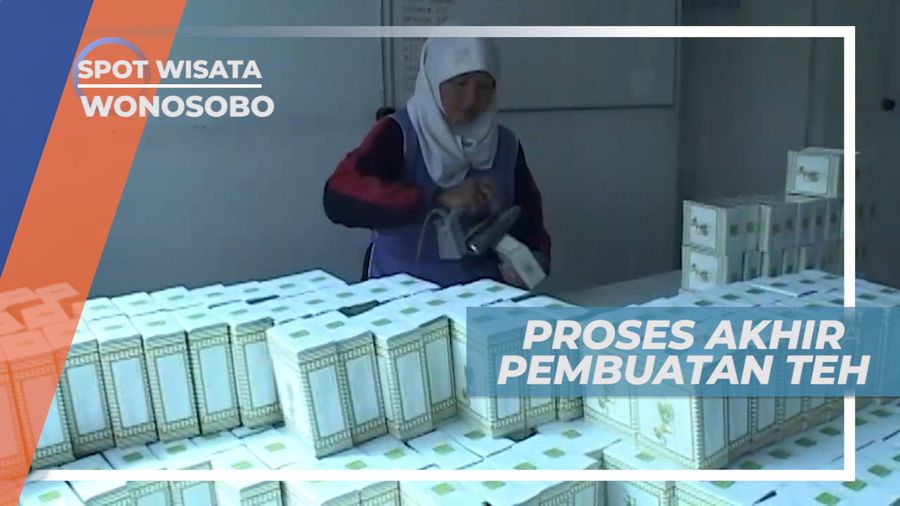 Proses Akhir Pembuatan Teh Sebelum di Konsumsi, Wonosobo