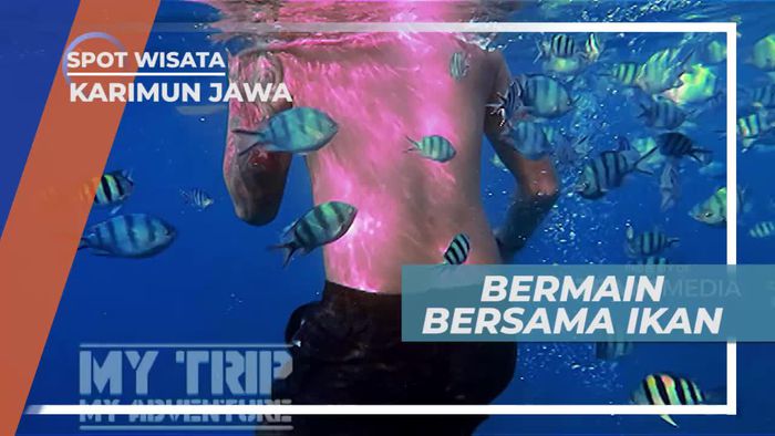 Melihat Aneka Biota Laut Indah di Karimun Jawa
