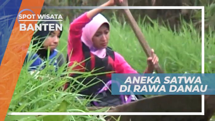 Beragam Satwa Liar Penghuni Rawa Danau, Banten