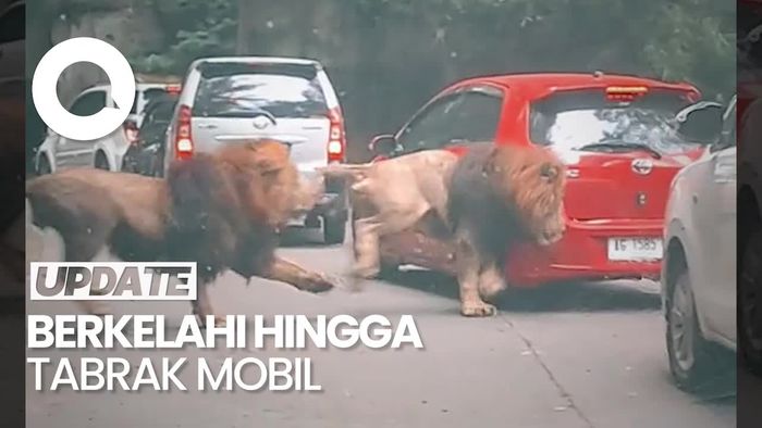 Momen Singa Seruduk Mobil Pengunjung Taman Safari Prigen