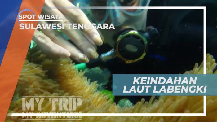 Melihat Tingkah Lucu Ikan Nemo di Nemo Spot Laut Labengki