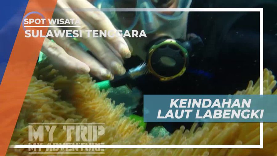 Melihat Tingkah Lucu Ikan Nemo di Nemo Spot Laut Labengki