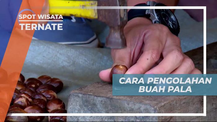 Desa Tongole Ternate, Penghasil Buah Pala Terbesar di Indonesia