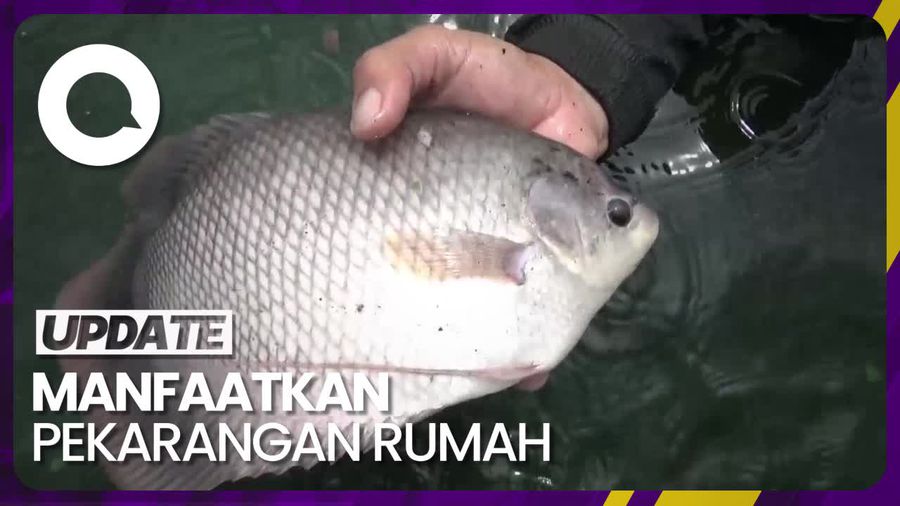 Raup Cuan Puluhan Juta Rupiah dengan Budi Daya Gurame