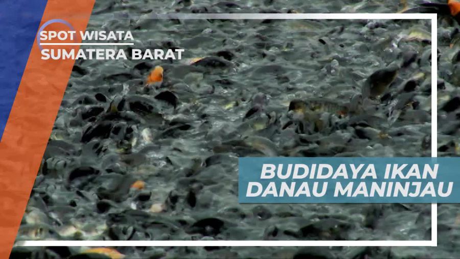 Melihat Budidaya Ikan di Danau Maninjau Sumatera Barat