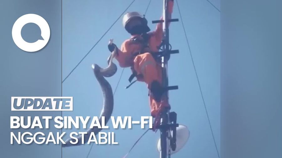 Penampakan Ular Besar Lilit Tower Pemancar Wi-Fi di Surabaya