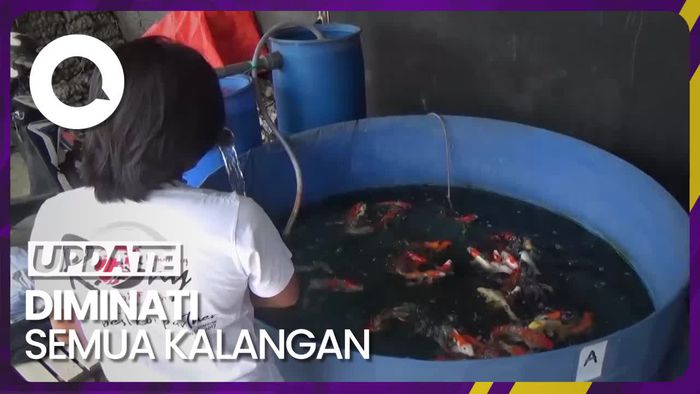 Budidaya Ikan Koi Raup Cuan Ratusan Juta Rupiah