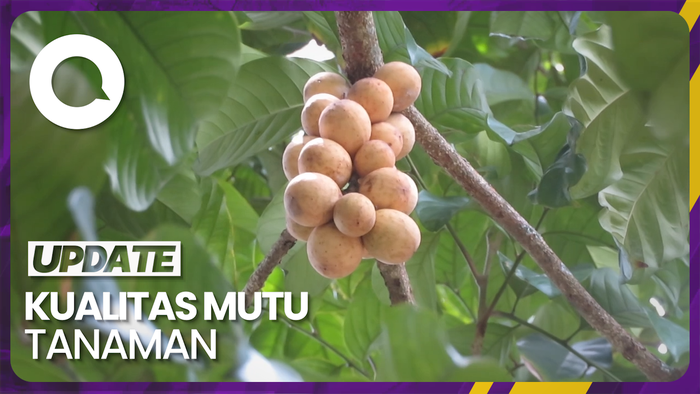 Buah Duku Kampung Nitikan Yogyakarta Ini Dapat Sertifikat dari BRIN
