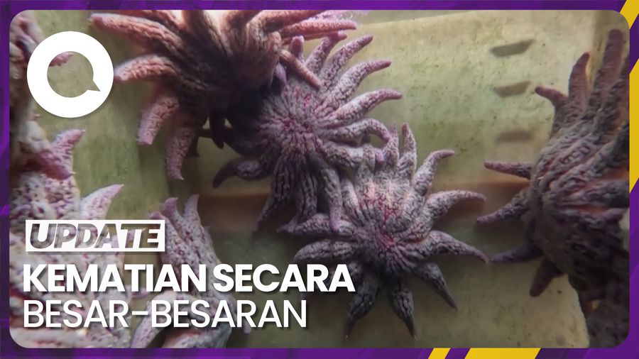 Potret Bintang Laut Bunga Matahari yang Hampir Punah