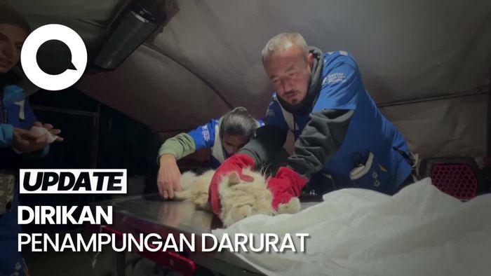 Kisah Penyelamatan Hewan dari Reruntuhan Gempa Turki