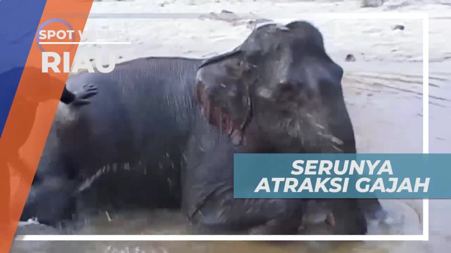 Unjuk Kebolehan Atraksi Gajah Tahura di Riau