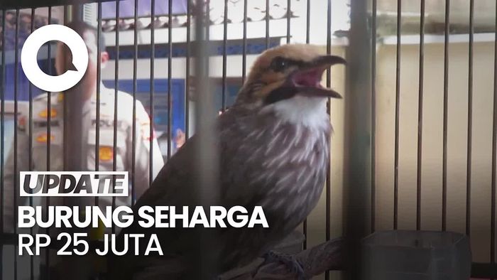 Sule & Gojret Dibekuk Polisi Gegara Curi Burung Cucak Rowo!