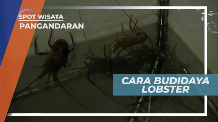 Mendatangi Tempat Budidaya Lobster di Pangandaran