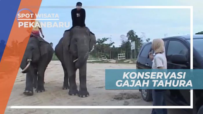 Berkunjung ke Tempat Konservasi Gajah Tahura di Pekanbaru