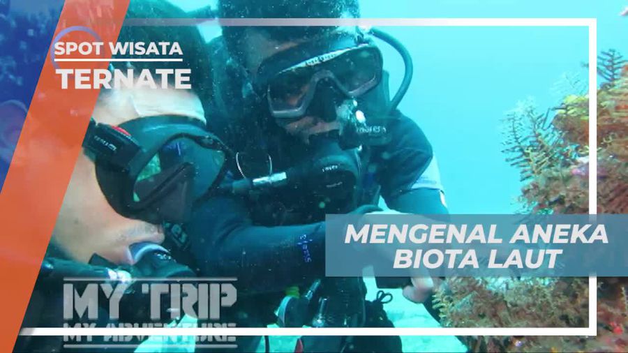 Kecantikan Aneka Biota Laut di Ternate