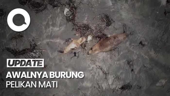 Ratusan Singa Laut Mati Dilaporkan Mati Terinfeksi Flu Burung