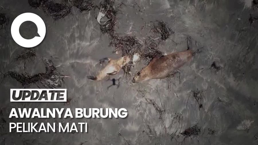 Ratusan Singa Laut Mati Dilaporkan Mati Terinfeksi Flu Burung Ratusan Singa Laut Mati Dilaporkan Mati Terinfeksi Flu Burung
