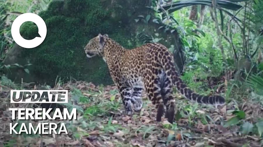 Heboh! Kemunculan Macan Tutul-Kumbang di Gunung Sanggabuana Karawang