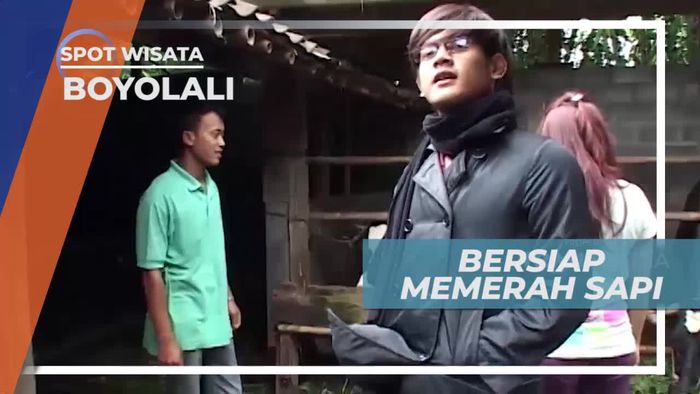 Memerah Susu Sapi di Peternakan Boyolali