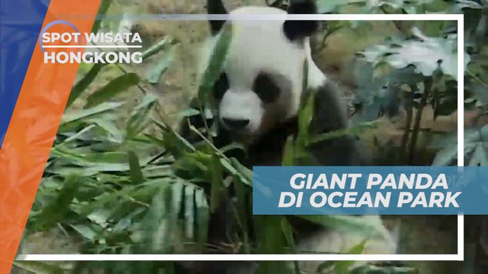 Melihat Tingkah Lucu Menggemaskan Giant Panda di Taman Hiburan, Hongkong