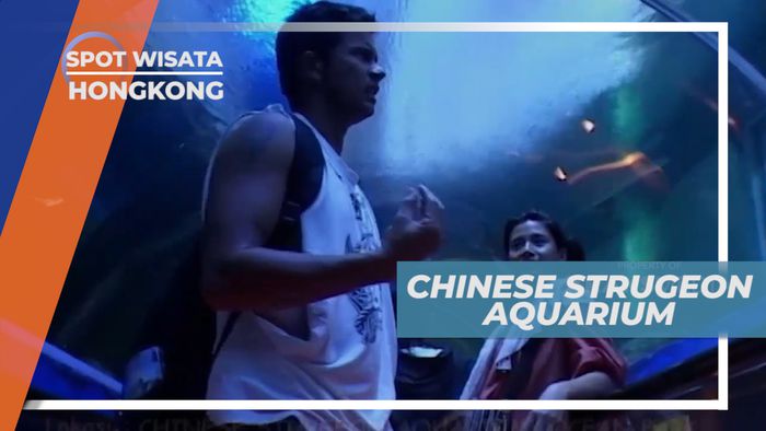 Melihat Koleksi Ikan Langka Chinese Sturgeon Aquarium, Hongkong