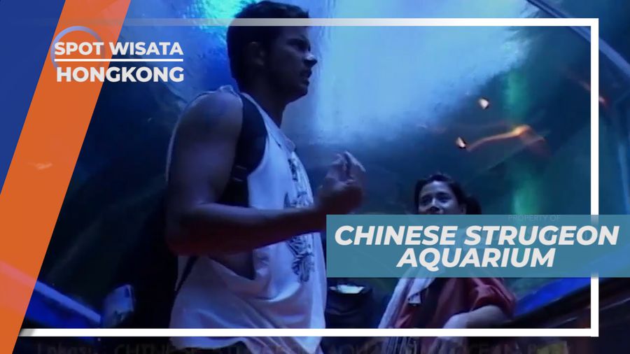 Melihat Koleksi Ikan Langka Chinese Sturgeon Aquarium, Hongkong