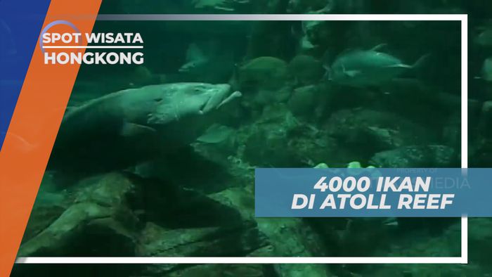 Melihat Beragam Jenis Ikan di Aquarium Raksasa Dua Sisi, Hongkong