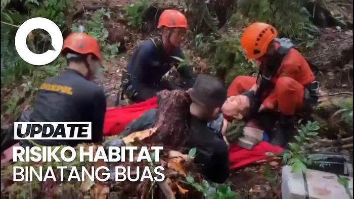 Tim SAR Temukan Jejak Harimau di Lokasi Evakuasi Kapolda Jambi
