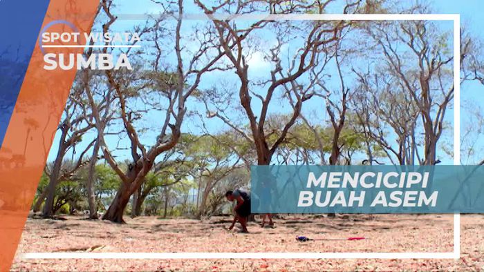 Mencicipi Buah Asam di Tamarin Beach Waijelo Sumba Timur