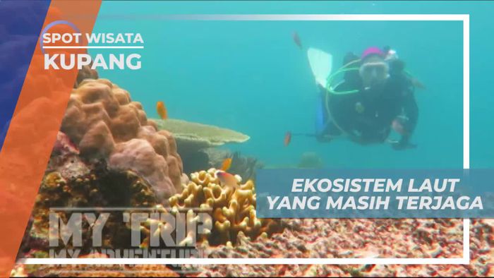 Melihat Ekosistem Laut yang Masih Terjaga, Kupang